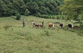 (Özel) Selden otomobil bagajına yükleyerek kurtardığı...