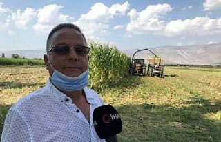 (Özel) Silajlık mısır hasadı Erzincan’da başladı