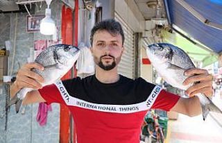 Palamut yüz göstermedi