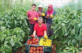 Paprika biberi kilosu 13 liradan hasat edildi
