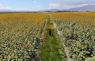Patates tarlaları yerini ayçiçeği tarlalarına...