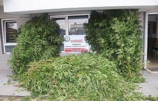 Polis tarafından 6 kilo 800 gram esrar ve 812 kök...