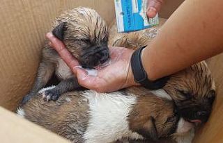 Porsuk kenarında mahsur kalan köpek yavrularını...