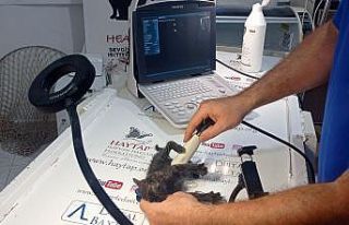 Poşet içerisinde ölüme terk edilen yavru kedi...