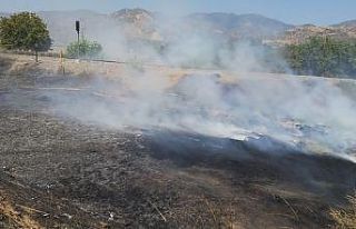 Proje çalışması için depolanan zeytin yaprakları...
