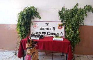 Rize’de jandarmadan uyuşturucu operasyonu