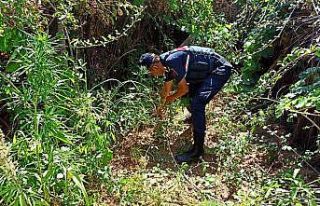 Salihli’de 360 kök kenevir ele geçirildi