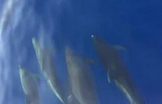 Samandağ açıklarında yunuslardan görsel şölen