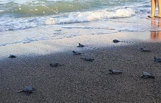 Samandağ sahilindeki yavru deniz kaplumbağalarının...