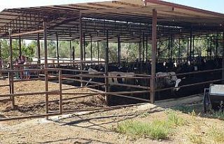 Samanlık alanda çıkan yangın korkuttu