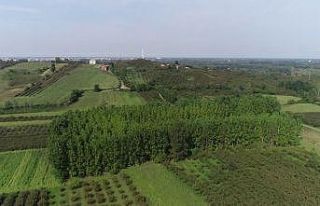 Samsun fındık üretiminde 1. sıraya doğru yükseliyor