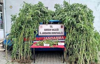 Samsun’da 583 kök kenevir ele geçirildi, 18 kişi...