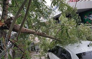 Samsun’da fırtına ağaçları yola devirdi