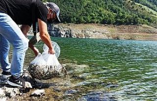 Samsun’da su kaynaklarına 1,6 milyon sazan yavrusu