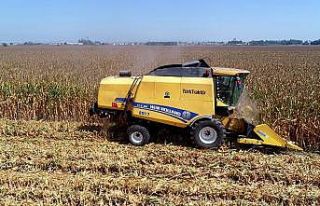 "Sarı altın"da hasat başladı