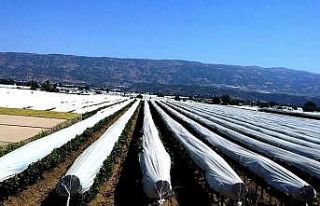 Sarıgöl ovası 45 bin kilometre örtüyle korunuyor