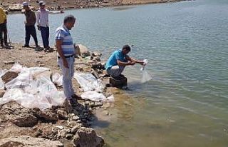 Sarımehmet Barajına 260 bin yavru balık bırakıldı