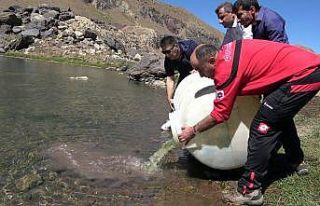 Sat Buzul Göllerine 60 bin yavru sazan bırakıldı