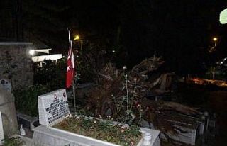 Şehitlikte tarihi çınar ağacı mezarların üzerine...