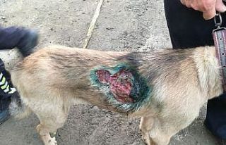 Sel bölgesinde ayının saldırısına uğrayan köpek...