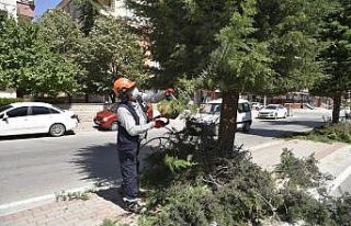 Selçuklu Belediyesinde ağaç budama mesaisi