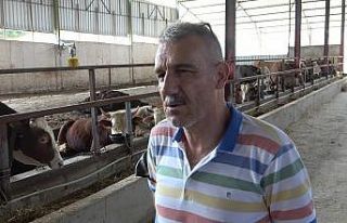 Selden etkilenen çiftçilere 89 büyükbaş hayvan...