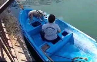 Seyhan nehrinde su giderine sıkışan köpeği büyükşehir...