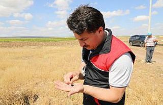 Seyitgazi’de ’Çörek Otu Hasat’ programı yapıldı