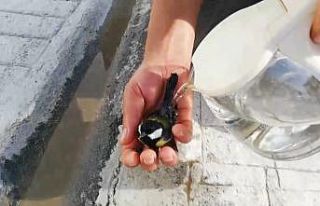 Sıcaktan bayılan kuşu suyla ayılttı