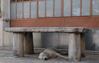Sıcaktan bunalan köpek musalla taşının altına...