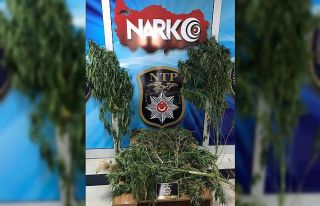 Siirt’te 16 kök Hint keneviri ele geçirildi