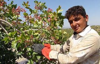Silifke’de Antep fıstığı hasadı coşkusu