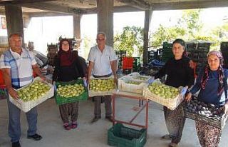 Silifke’de yaş incir 10 lira, kuru incir ise 50...