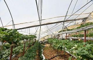 Sinop’ta heyelan seralara zarar verdi