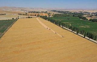 Sivas’a özgü Zeron buğdayının hasadı başladı