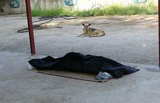 Sokak köpeği boğulan gencin başından ayrılmadı