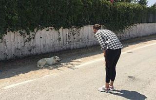 Sokak köpeğinin yaralarını site sakinleri sarıyor