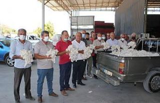 Söke’de sezonun ilk pamuk hasadı gerçekleştirildi