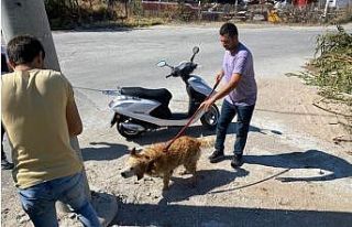 Su kanalına düşen köpeği vatandaşlar kurtardı