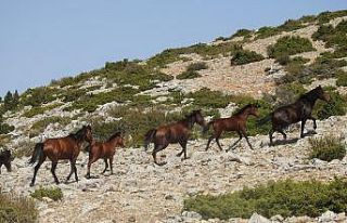 Su kaynakları yaban hayatı için de verimli kullanılacak