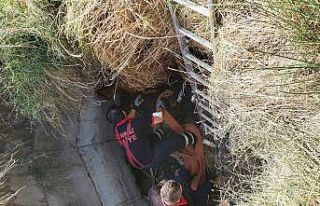 Su kuyusuna düşen dananın yardımına itfaiye ekipleri...