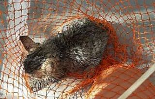 Su kuyusuna düşen yavru kedi kurtarıldı