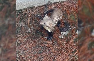 Sulama havuzunda mahsur kalan sansar, plastik boru...