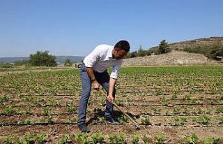 Tarım ve Orman Müdürü Yoldaş, işçilerle çapa...