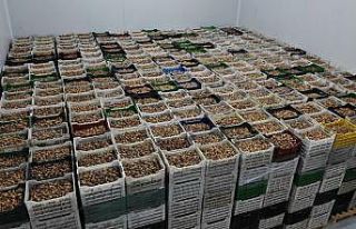 TARİŞ kuru incir fiyatları belli oldu