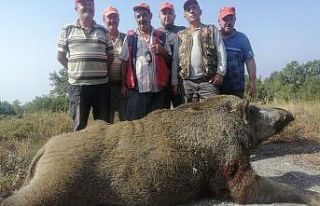 Tarlalarına danan 400 kiloluk domuzu vurdular