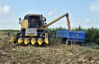 Tarsus’ta mısır hasadı yapıldı