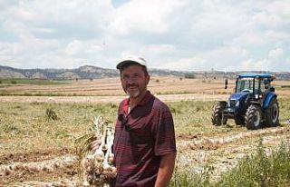 Taşköprü’deki sarımsak model üretim alanında...