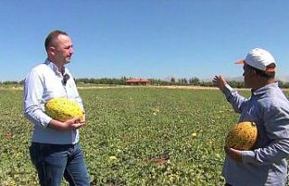 Tavas kavununda hasat zamanı geldi