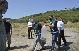 Tavşanlı’da göletlere 80 bin yavru sazan balığı...